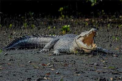 Go Sundarban Safari
