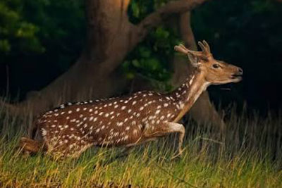 Go Sundarban Safari