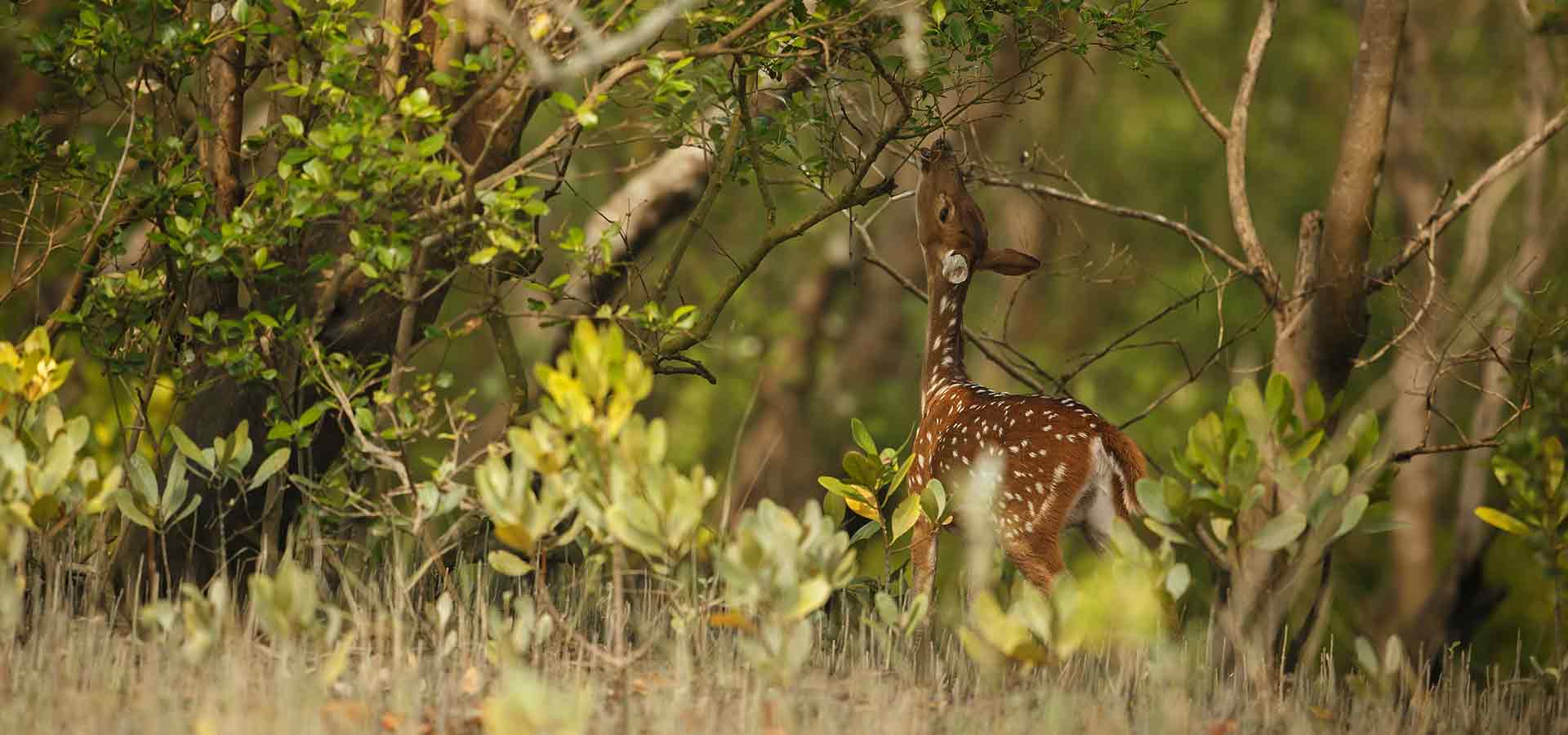 go-sundarban-safari-banner-1