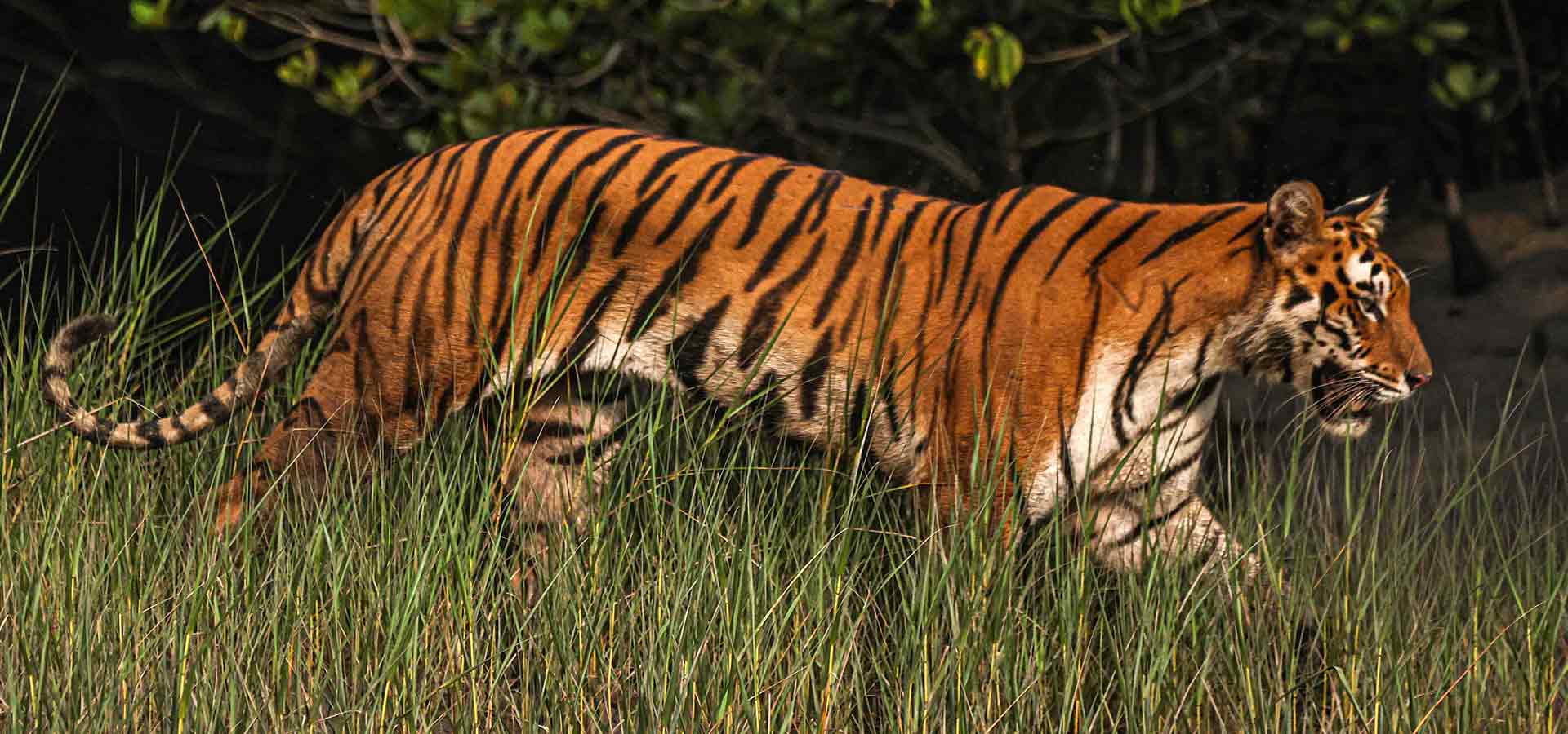 go-sundarban-safari-banner-2