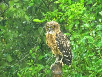 Go Sundarban Safari