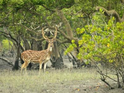 Go Sundarban Safari