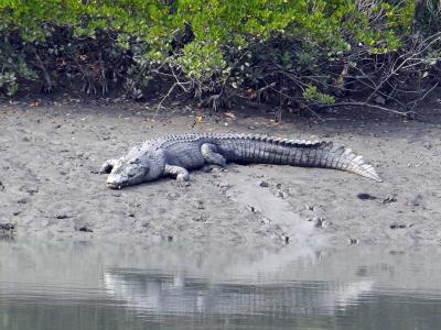 Go Sundarban Safari