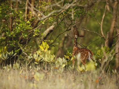Go Sundarban Safari